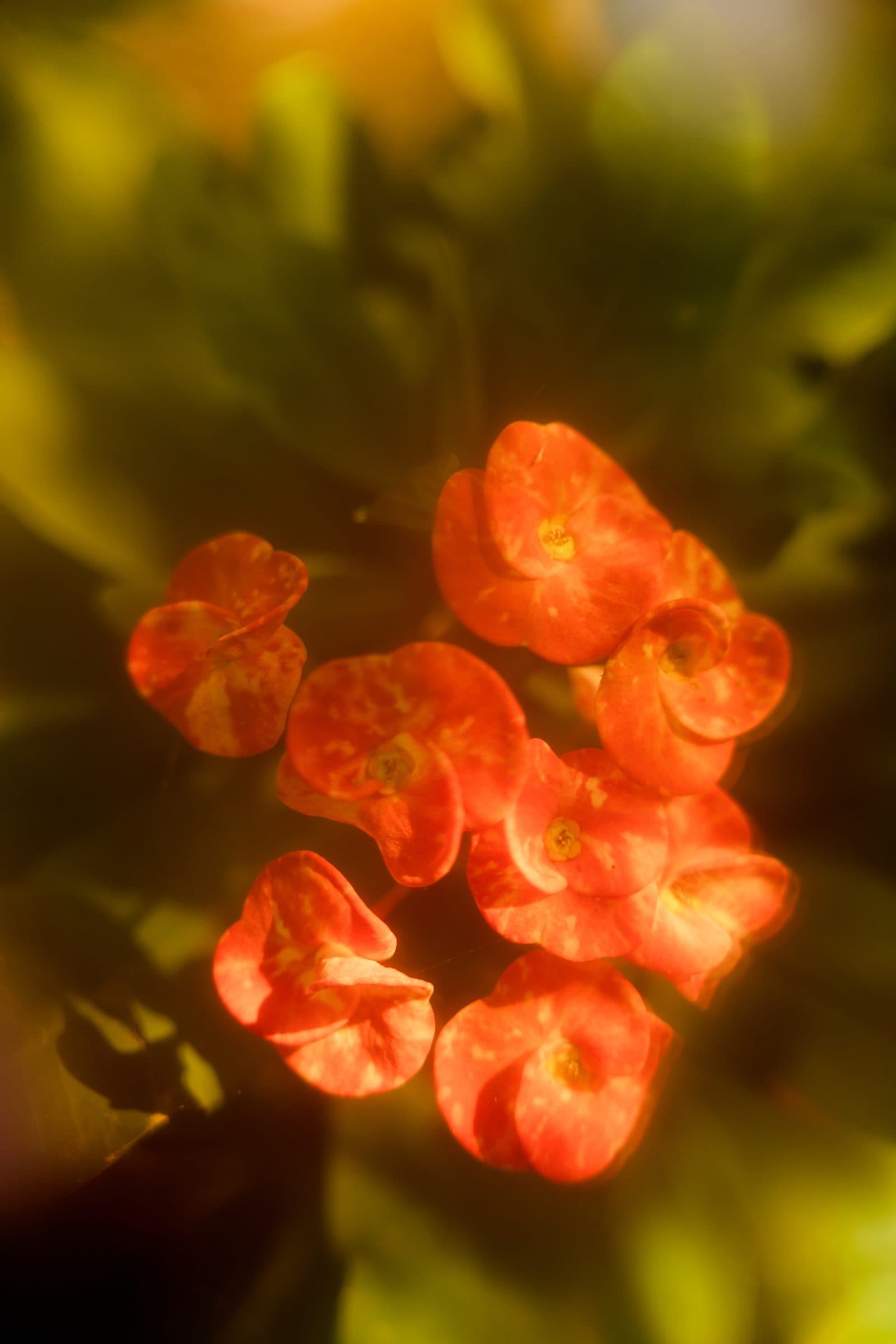 Cascade photograph 1